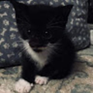 Meet your Posher, Teri